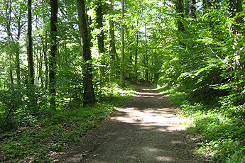 Gagenhardt forest