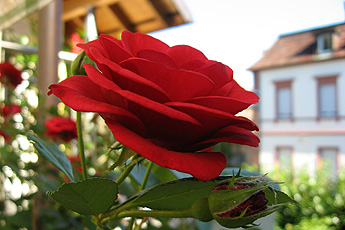 Rose 'Stromboli'