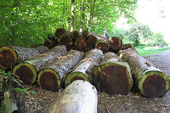 Cut redwood trees
