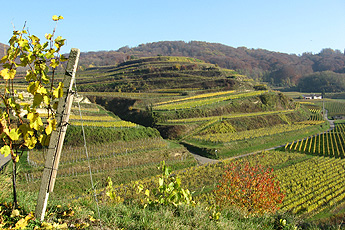 Wine cultivation on smaller terraces