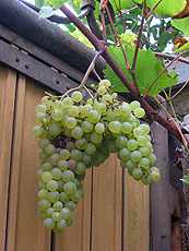 Grape grown in the patio of the Language Guesthouse